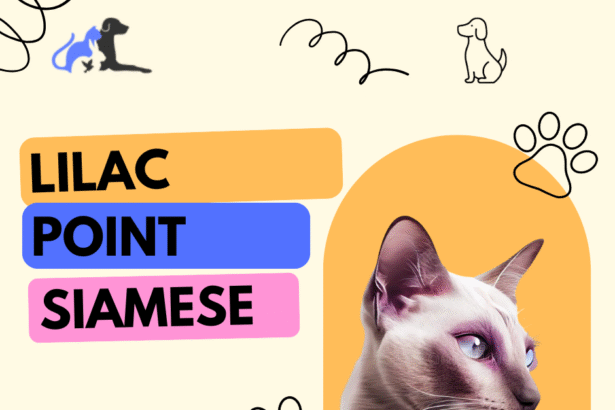 Lilac Point Siamese