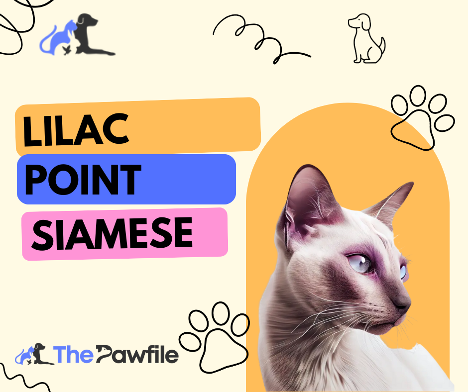 Lilac Point Siamese