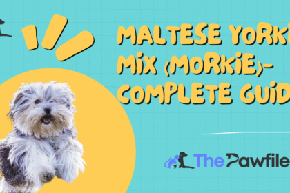 Maltese Yorkie Mix