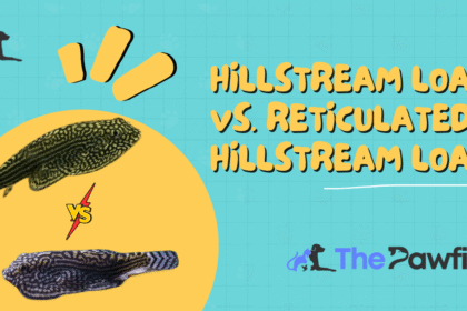 Hillstream Loach