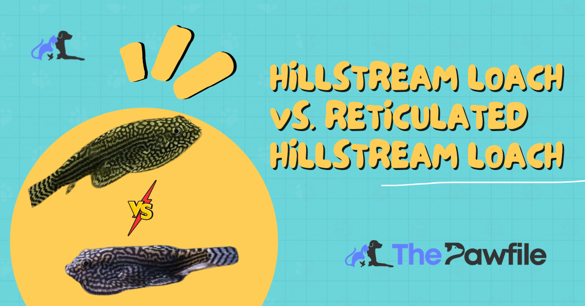 Hillstream Loach