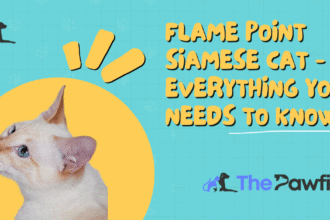 Flame Point Siamese
