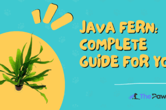 JAVA FERN