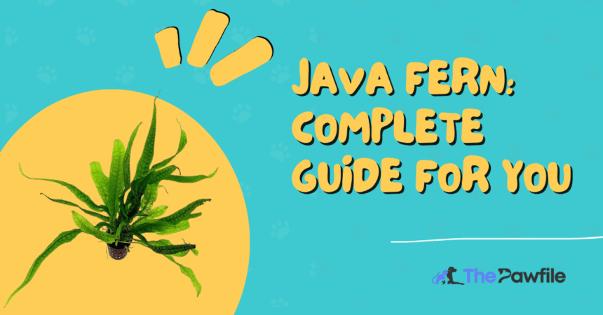 JAVA FERN