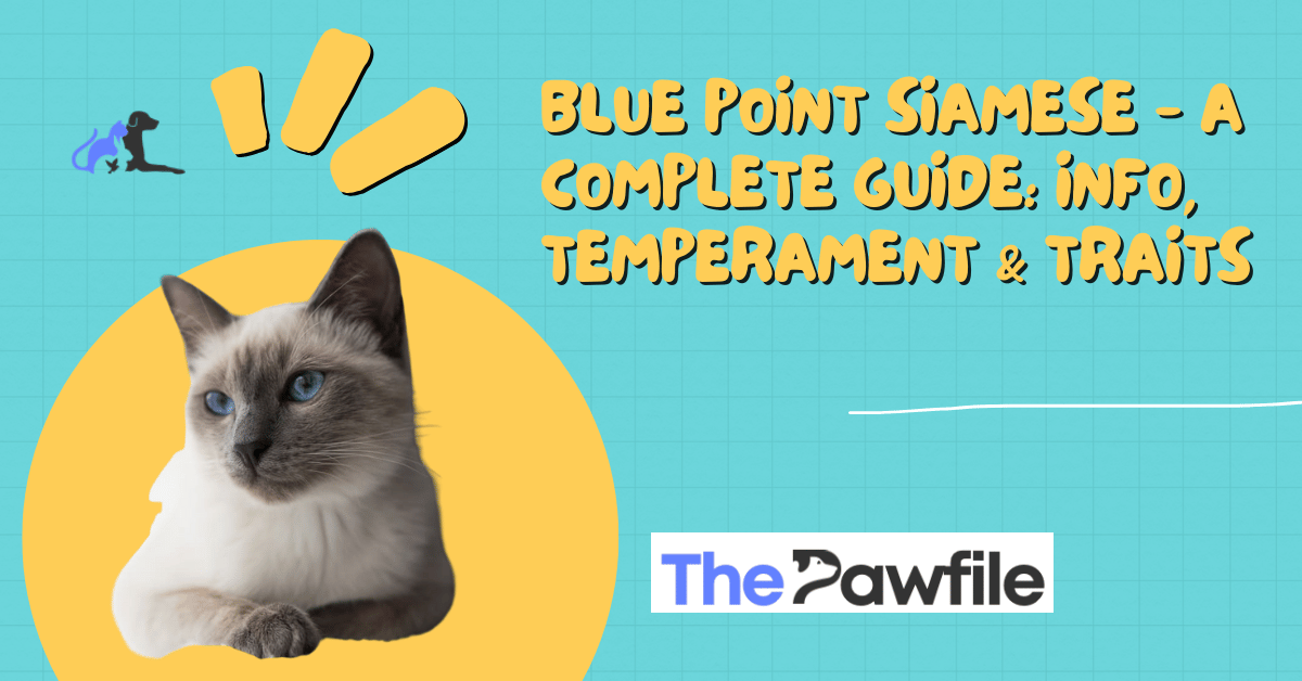 Blue Point Siamese
