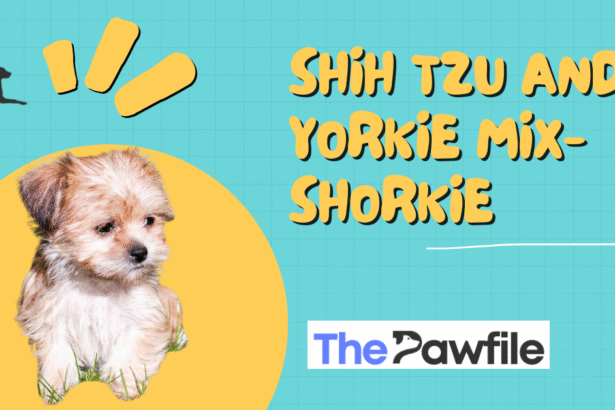 shih tzu and yorkie mix