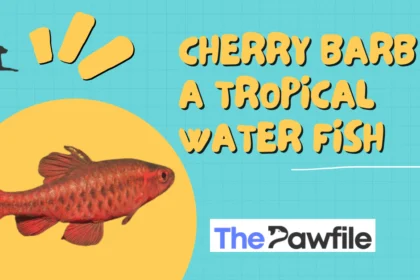Cherry Barb