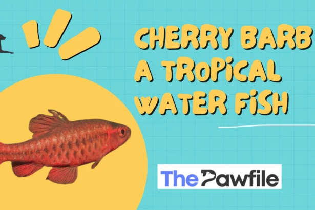 Cherry Barb