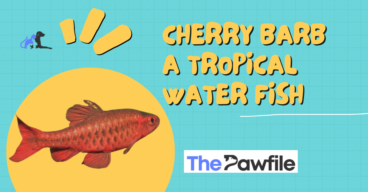 Cherry Barb
