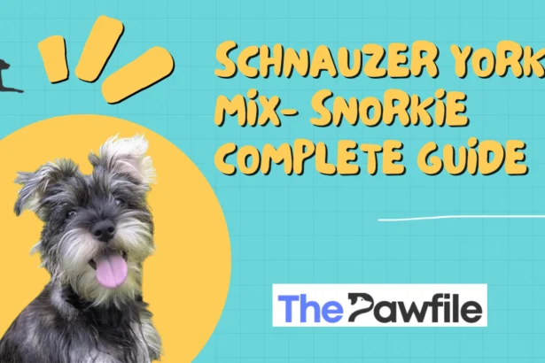 Schnauzer yorkie Mix