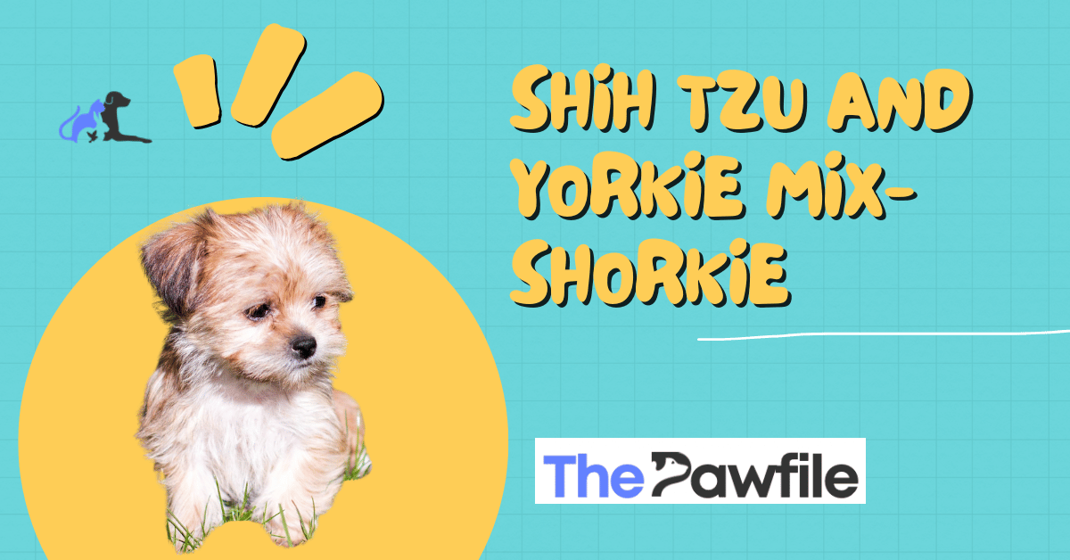 shih tzu and yorkie mix