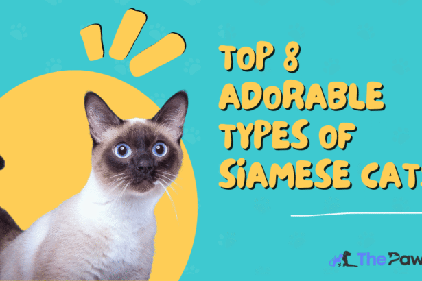 Types of Siamese Cats