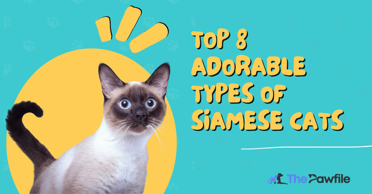 Types of Siamese Cats
