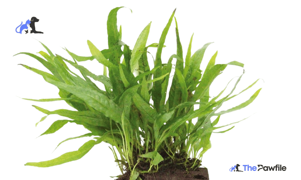 JAVA FERN
