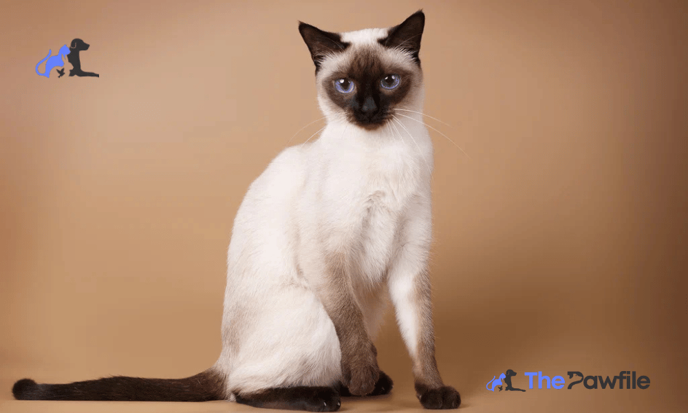 types of siamese cats