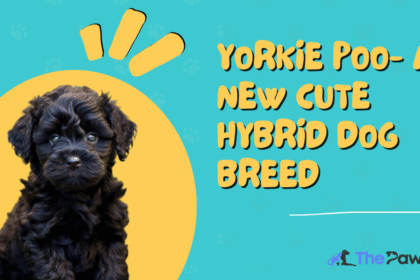yorkie poo