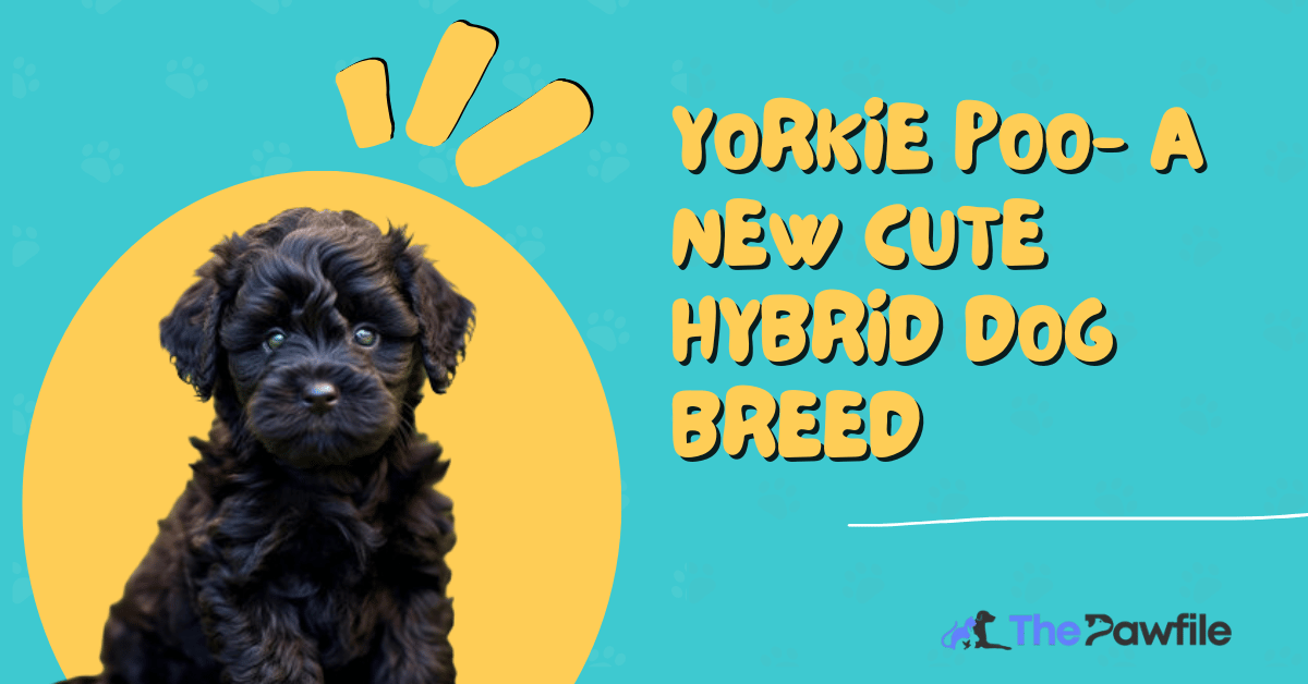 yorkie poo