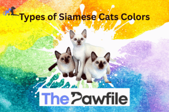 Types of Siamese Cats Colors