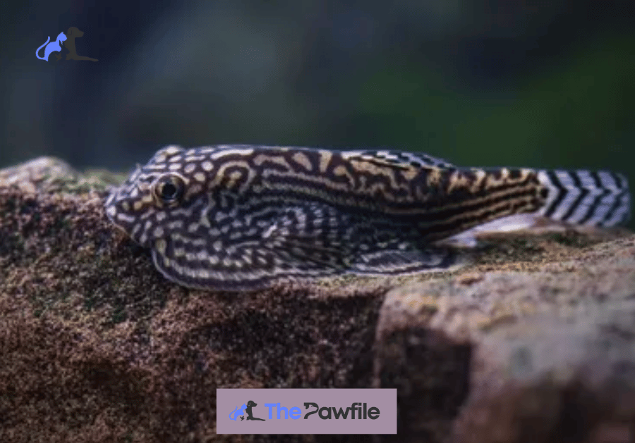 Reticulated Hillstream Loach
