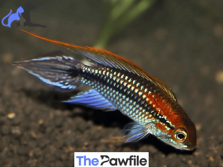 Apistogramma Agassizii