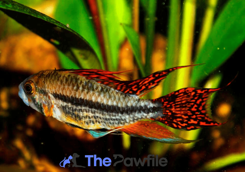 Apistogramma Cacatuoides