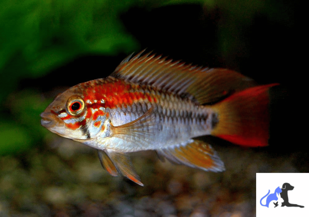 Apistogramma Macmasteri 