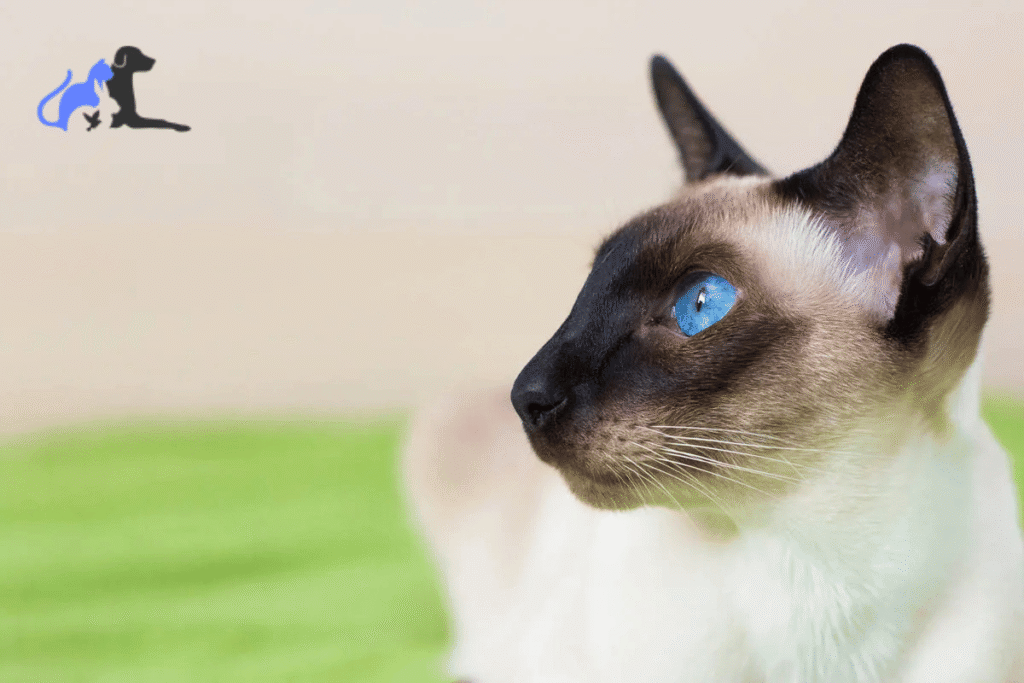 Seal Point siamese cat