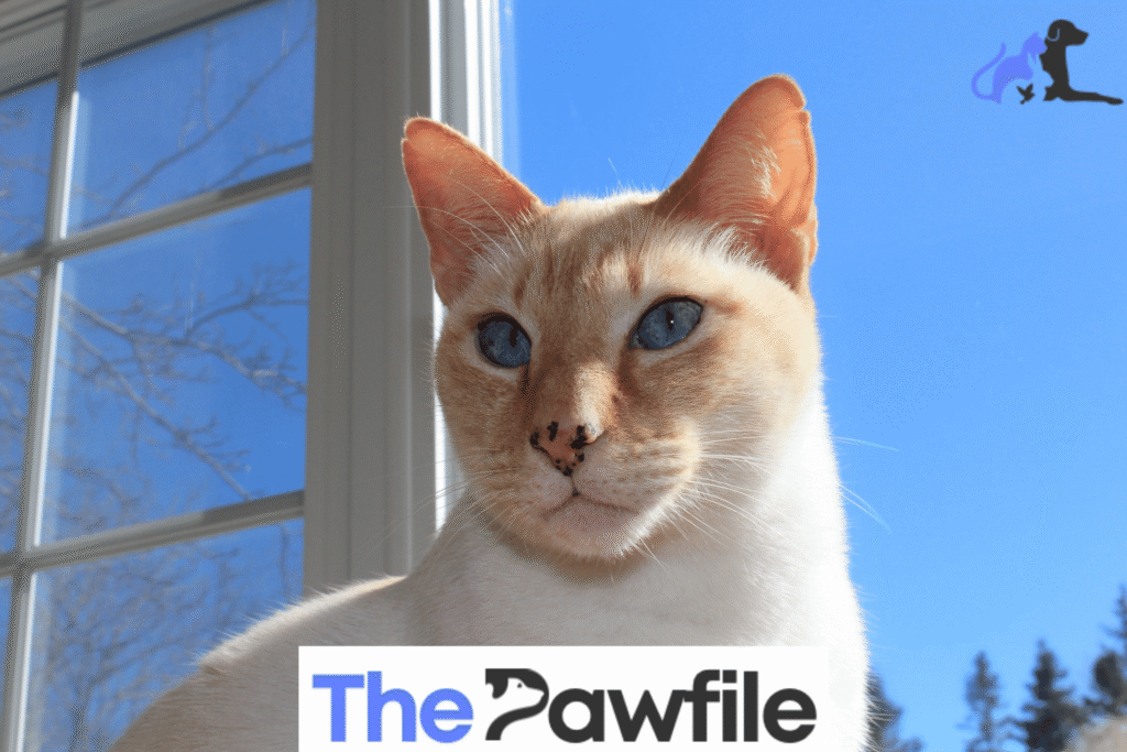 Red Point siamese cat