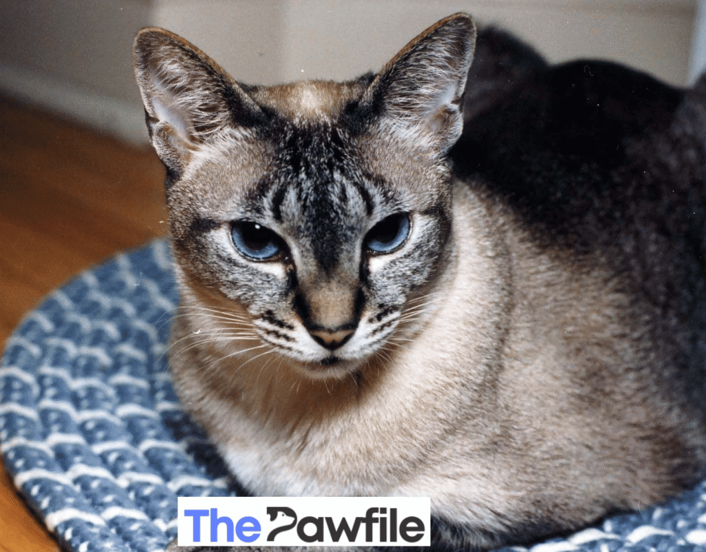 Caramel Tortie Point siamese cat