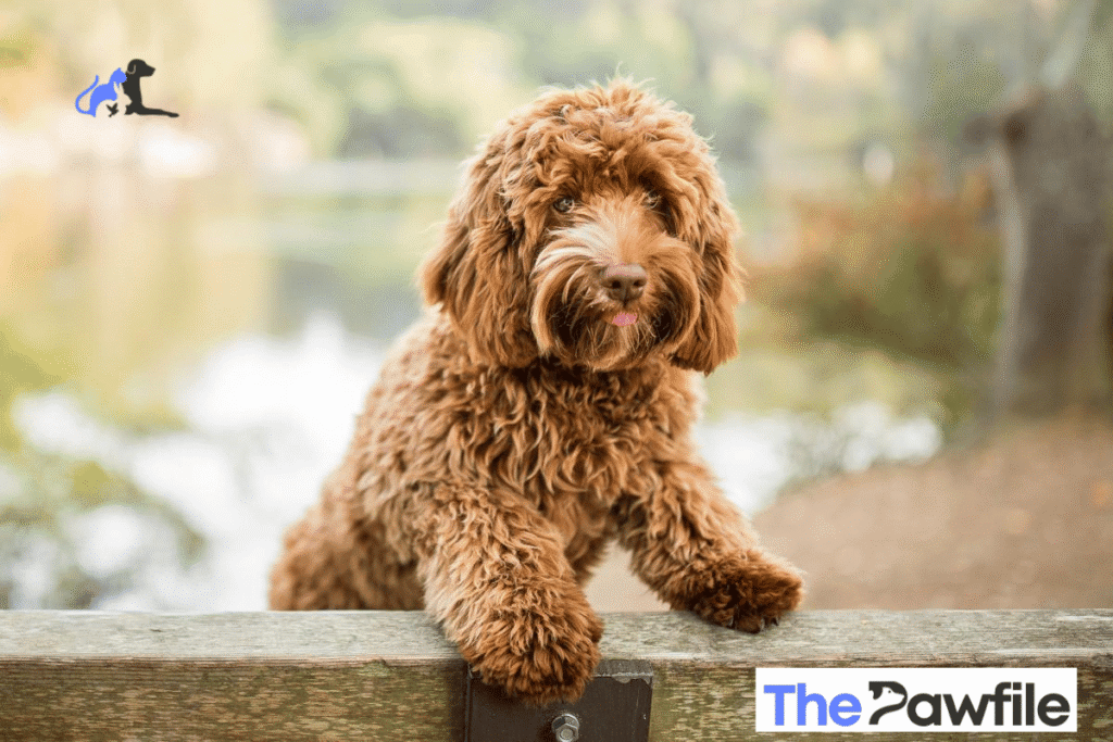 goldendoodle vs labradoodle