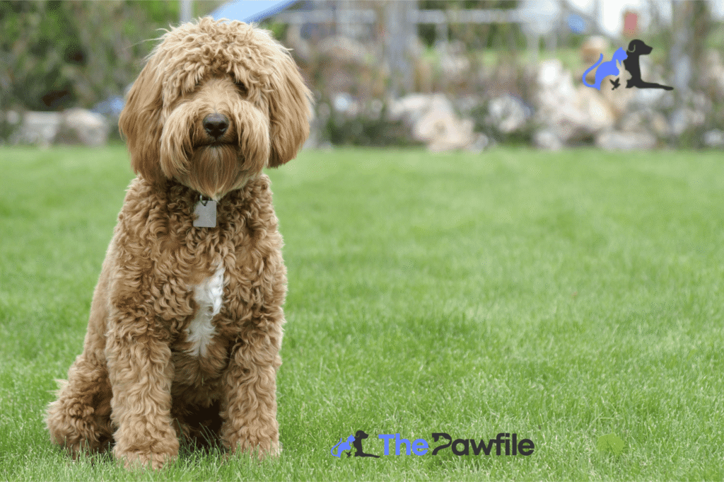 labradoodle lifespan
