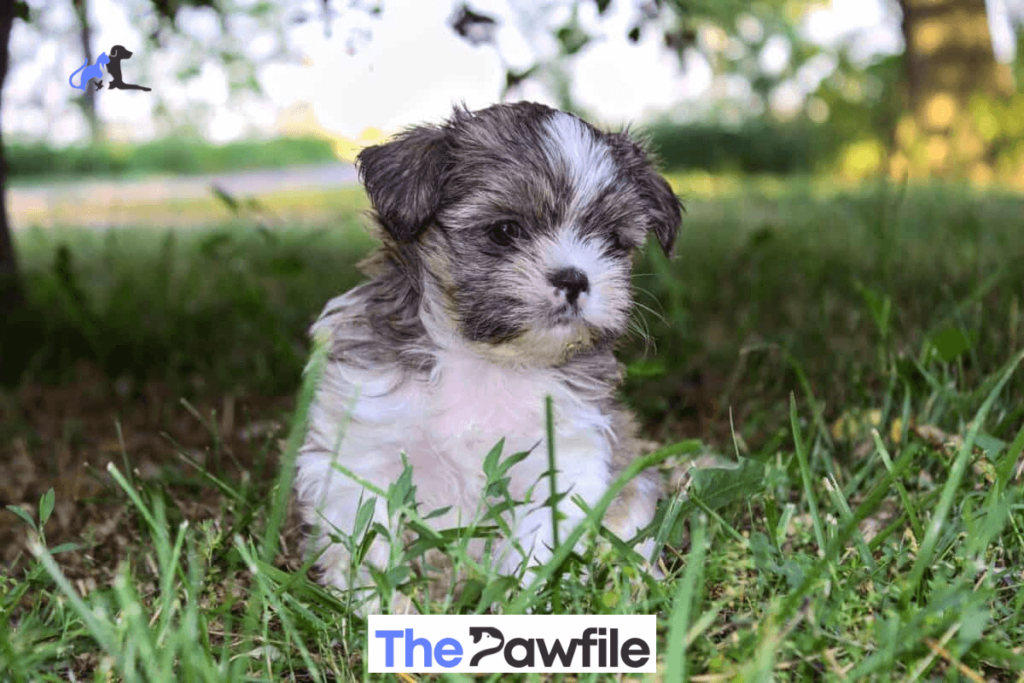 shih tzu yorkie