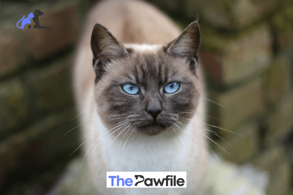 Blue Point Siamese