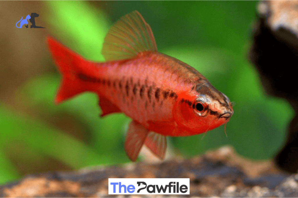 cherry barbs