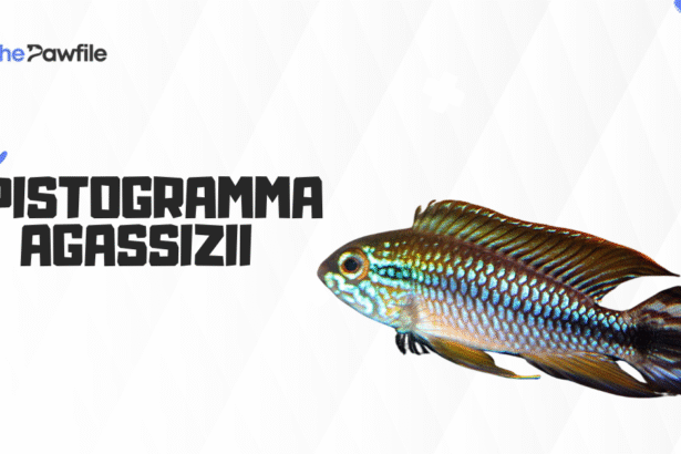 Apistogramma Agassizii