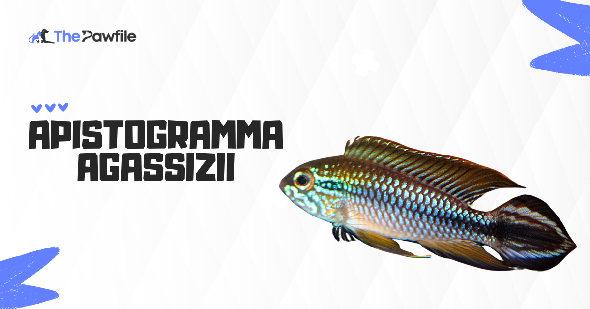 Apistogramma Agassizii