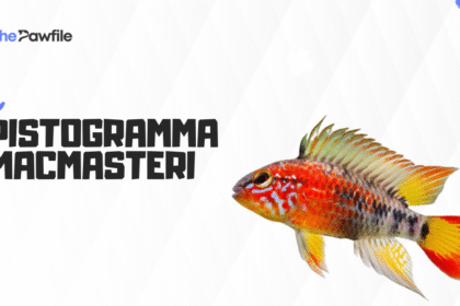 Apistogramma Macmasteri