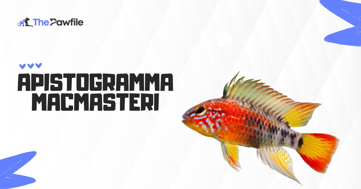 Apistogramma Macmasteri