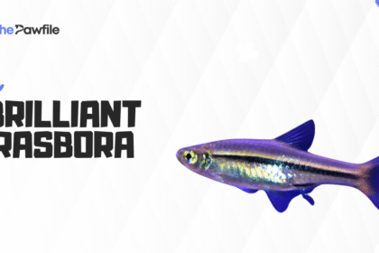 brilliant rasbora