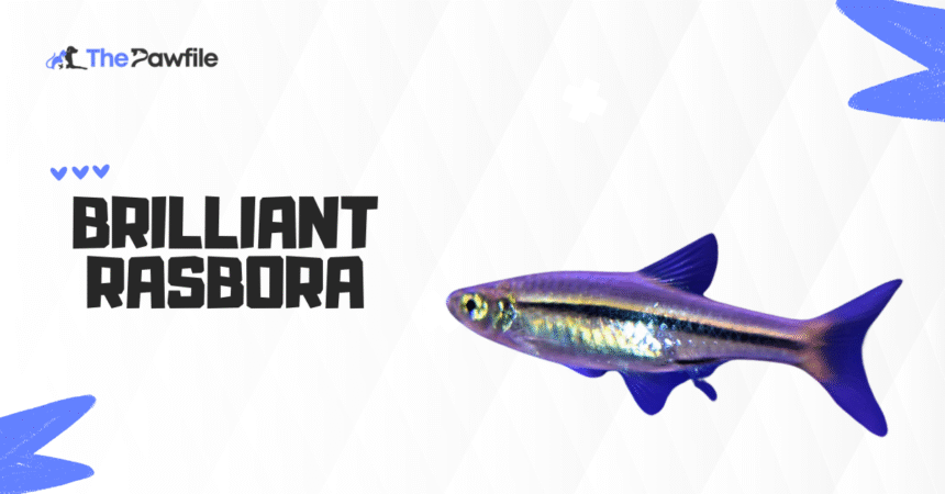 brilliant rasbora
