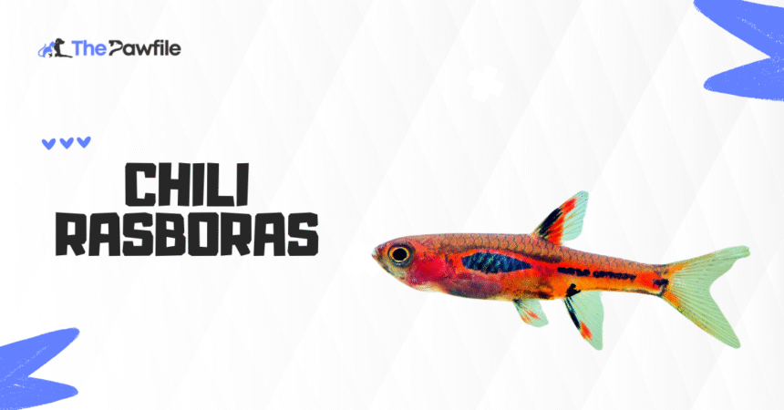 chili rasboras