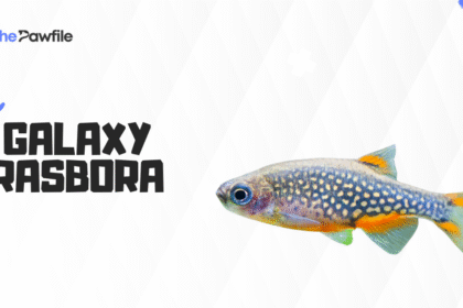galaxy rasbora