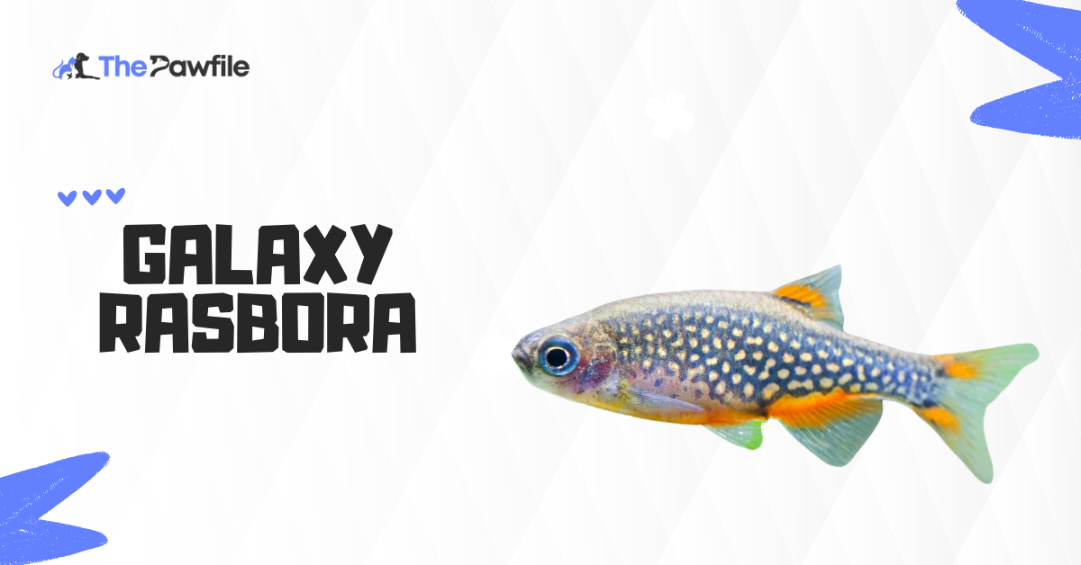 galaxy rasbora