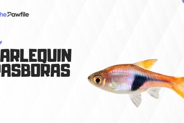Harlequin Rasbora