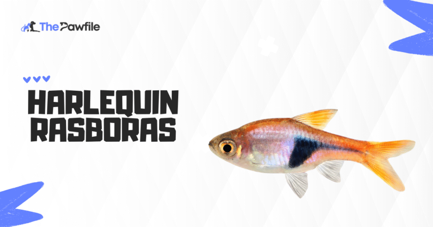 Harlequin Rasbora