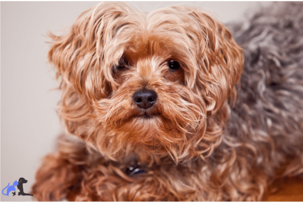 yorkie poo                                                         