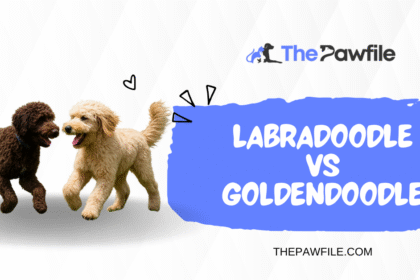 labradoodle vs goldendoodle