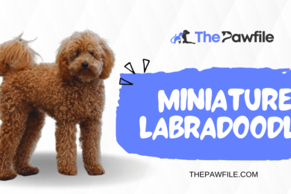 mini labradoodle