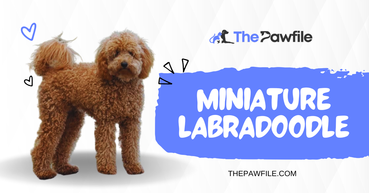 mini labradoodle