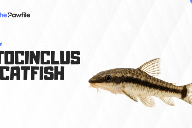 otocinclus